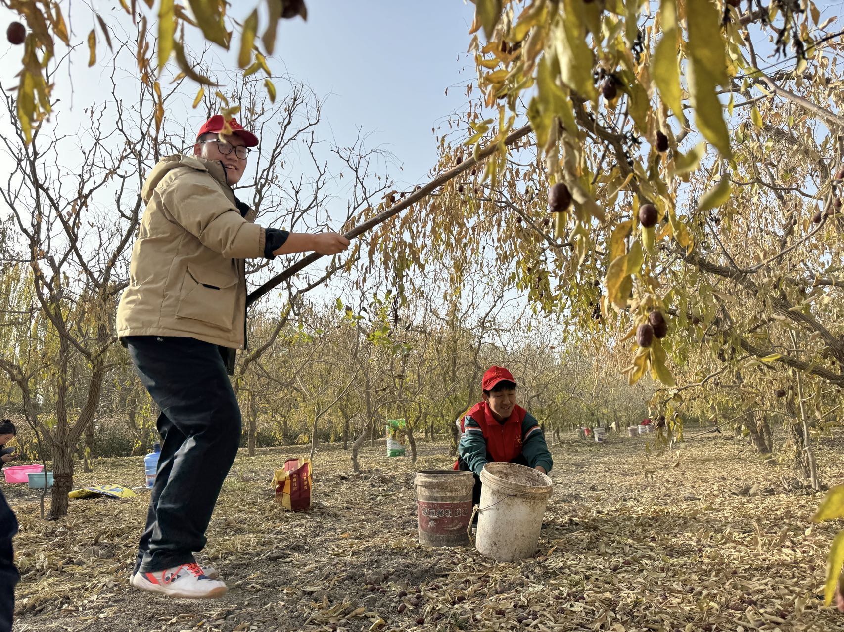 红枣.jpg 红枣.jpg