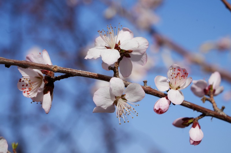 DSC07779_看图王_副本