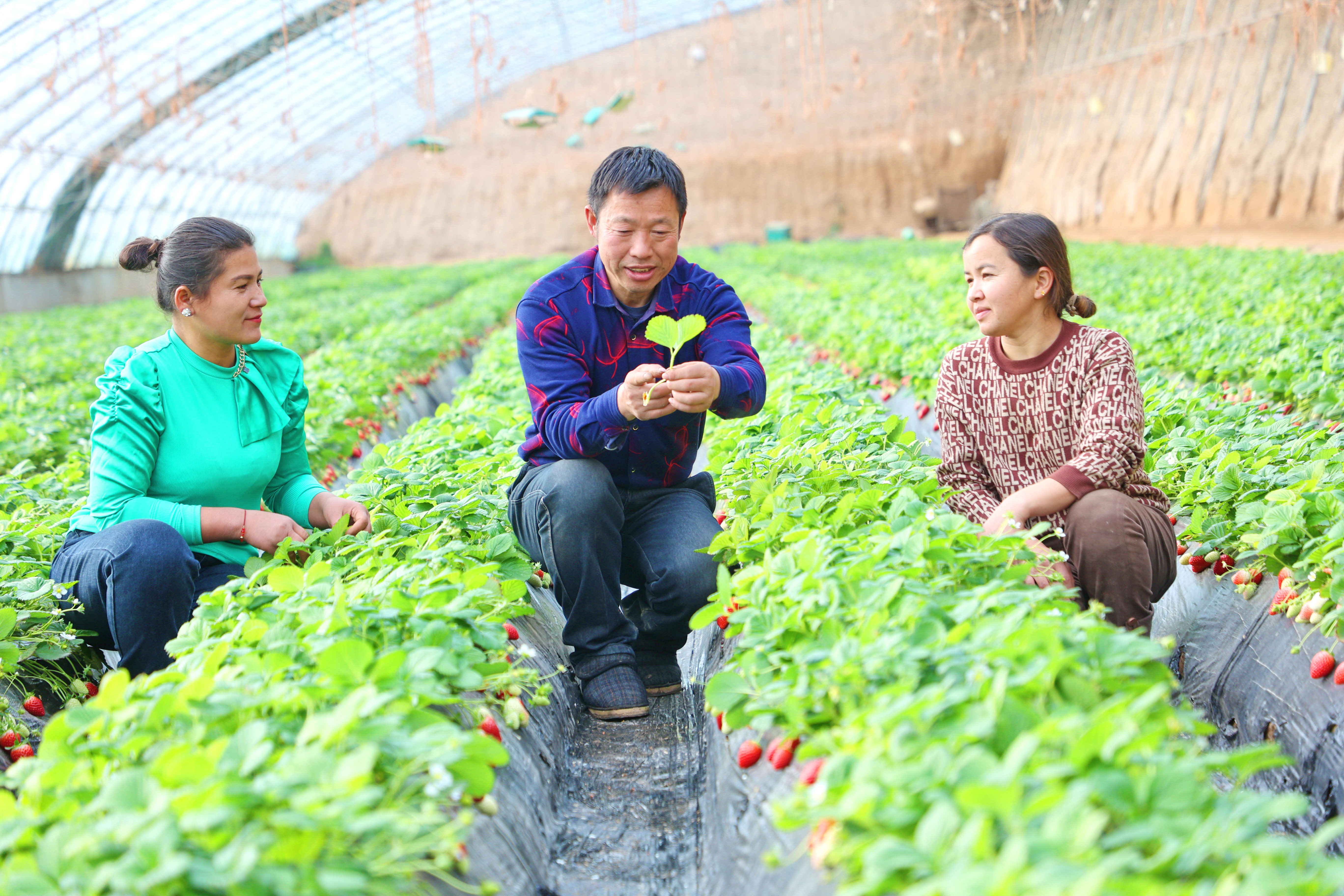 图为近日，该市农技人员（中）在种植大棚为农户讲解草莓病虫害防治技巧。 (2).JPG